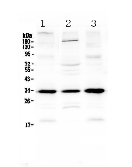 MYD88 Antibody - Western blot - Anti-MyD88 Picoband Antibody