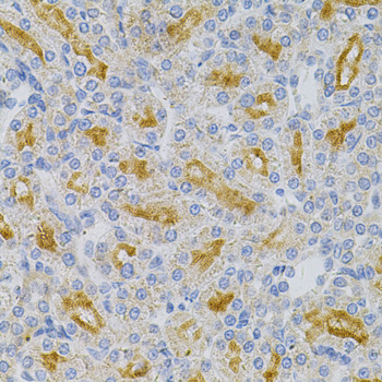 MYD88 Antibody - Immunohistochemistry of paraffin-embedded rat kidney using MYD88 Antibody at dilution of 1:100 (40x lens).
