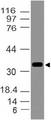 MYD88 Antibody - Fig-1: Western blot analysis of MyD88. Anti-MyD88 antibody was tested at 0.1 µg/ml on h Kidney lysate.