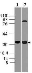 MYD88 Antibody - Fig-3: Western blot analysis of MyD88. Anti-MyD88 antibody was tested at 1 µg/ml on (1) Raw and (2) EL-4 lysates.