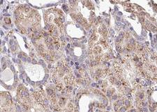 MYD88 Antibody - 1:100 staining human kidney tissue by IHC-P. The tissue was formaldehyde fixed and a heat mediated antigen retrieval step in citrate buffer was performed. The tissue was then blocked and incubated with the antibody for 1.5 hours at 22°C. An HRP conjugated goat anti-rabbit antibody was used as the secondary.