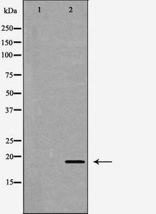 MYDGF / SF20 Antibody - Western blot analysis of K562 cells using C19orf10 antibody. The lane on the left is treated with the antigen-specific peptide.