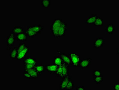 MYEF2 Antibody - Immunofluorescent analysis of HepG2 cells using MYEF2 Antibody at dilution of 1:100 and Alexa Fluor 488-congugated AffiniPure Goat Anti-Rabbit IgG(H+L)