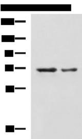 MYEF2 Antibody - Western blot analysis of A172 and TM4 cell lysates  using MYEF2 Polyclonal Antibody at dilution of 1:800