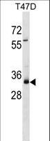 MYEOV Antibody - MYEOV Antibody western blot of T47D cell line lysates (35 ug/lane). The MYEOV antibody detected the MYEOV protein (arrow).