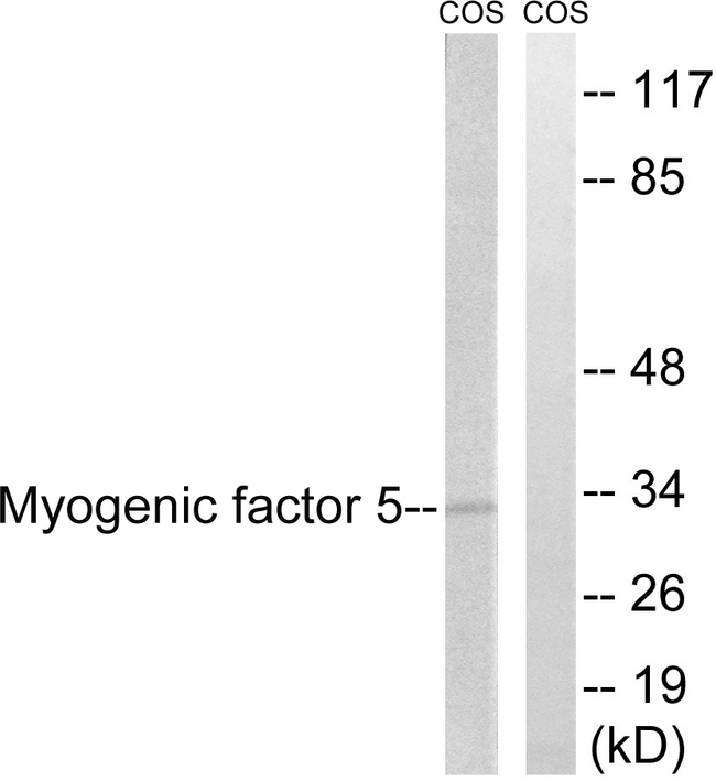 MYF5 / MYF 5 Antibody - Western blot analysis of lysates from COS7 cells, using MYF5 Antibody. The lane on the right is blocked with the synthesized peptide.