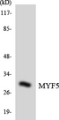 MYF5 / MYF 5 Antibody - Western blot analysis of the lysates from K562 cells using MYF5 antibody.