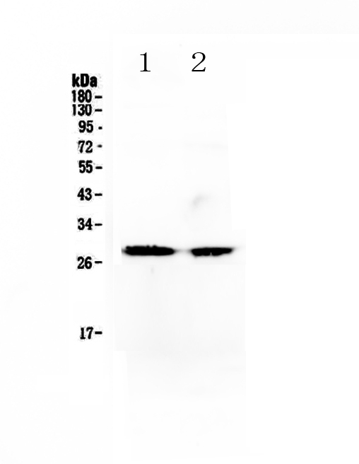MYF5 / MYF 5 Antibody - Western blot - Anti-Myf5 Picoband antibody