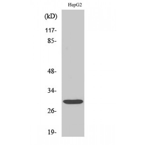 MYF6 / MRF4 Antibody - Western blot of Myf-6 antibody