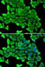 MYH1 Antibody - Immunofluorescence analysis of U20S cells.