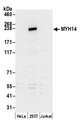 MYH14 Antibody - Detection of human MYH14 by western blot. Samples: Whole cell lysate (15 µg) from HeLa, HEK293T, and Jurkat cells prepared using NETN lysis buffer. Antibody: Affinity purified rabbit anti-MYH14 antibody used for WB at 0.1 µg/ml. Detection: Chemiluminescence with an exposure time of 30 seconds.