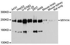 MYH14 Antibody - Western blot analysis of extracts of various cell lines.