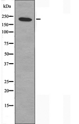 MYH14 Antibody - Western blot analysis of extracts of 293 cells using MYH14 antibody.