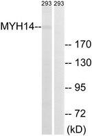 MYH14 Antibody - Western blot analysis of extracts from 293 cells, using MYH14 antibody.