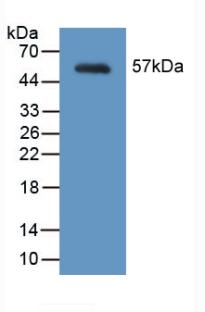 MYH2 Antibody - Western Blot; Sample: Recombinant MYH2, Mouse.
