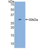 MYH3 Antibody - Western Blot; Sample: Recombinant MYH3, Human.