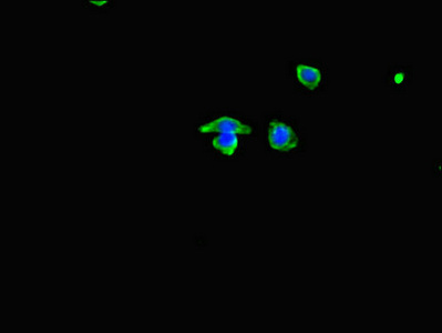 MYH3 Antibody - Immunofluorescent analysis of HepG2 cells diluted at 1:100 and Alexa Fluor 488-congugated AffiniPure Goat Anti-Rabbit IgG(H+L)