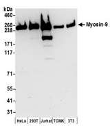 MYH9 Antibody - Detection of human and mouse Myosin-9 by western blot. Samples: Whole cell lysate (50 µg) from HeLa, HEK293T, Jurkat, mouse TCMK-1, and mouse NIH 3T3 cells prepared using NETN lysis buffer. Antibodies: Affinity purified rabbit anti-Myosin-9 antibody used for WB at 0.1 µg/ml. Detection: Chemiluminescence with an exposure time of 30 seconds.