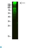 MYHC / MYH6 Antibody - Western Blot analysis of mouse-heart cells using primary antibody diluted at 1:2000 (4°C overnight). Secondary antibody: Goat Anti-rabbit IgG IRDye 800 (diluted at 1:5000, 25°C, 1 hour).