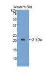 MYL12A / MRCL3 Antibody - Western blot of recombinant MYL12A / MRCL3.  This image was taken for the unconjugated form of this product. Other forms have not been tested.