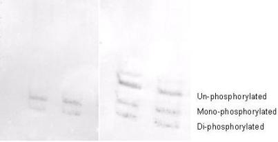 MYL12A / MRCL3 Antibody - Affinity purified phosphospecific antibody to phosphorylated regulatory light chain of smooth and non-muscle Myosin at pS19/pS20 was used at a 1:1000 dilution to detect myosin light chain by Western blot on 3T3 cell lysates. A standard urea/glycerol gel without SDS was used to separate phospho forms of regulatory light chain according to mass to charge ratios. In Panel A, reactivity of phosphospecific antibody is shown. In Panel B, reactivity of commercially available pan reactive antibody that detects both unphosphorylated and phosphorylated forms of regulatory light chain is shown. phosphospecific antibody detects both monophosphorylated (pSer20 Mono-P-RLC) and diphosphorylated (pThr19-pSer20 Di-P-RLC) regulatory light chain.