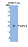 MYL2 Antibody - Western blot of recombinant MYL2.  This image was taken for the unconjugated form of this product. Other forms have not been tested.