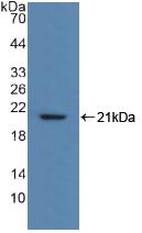 MYL2 Antibody - Western Blot; Sample: Recombinant MYL2, Human.