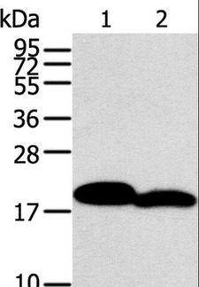 MYL2 Antibody - Western blot analysis of Mouse heart and skin tissue, using MYL2 Polyclonal Antibody at dilution of 1:400.