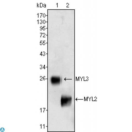 MYL2 Antibody - Western Blot (WB) analysis using MYL2 Monoclonal Antibody against rat fetal heart tissue lysate.