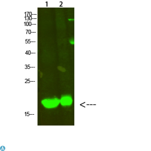 MYL2 Antibody - Western Blot analysis of 1, mouse-heart, 2, Hela cells using primary antibody diluted at 1:500 (4°C overnight). Secondary antibody:Goat Anti-rabbit IgG IRDye 800 (diluted at 1:5000, 25°C, 1 hour).