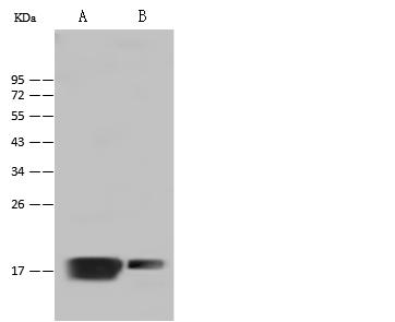 MYL2 Antibody - Anti-MYL2 rabbit polyclonal antibody at 1:500 dilution. Lane A: Mouse heart tissue lysate. Lane B: Mouse muscle tissue lysate. Lysates/proteins at 30 ug per Lane. Secondary: Goat Anti-Rabbit-Rabbit IgG (H+L)/HRP at 1/10000 dilution. Developed using the ECL technique. Performed under reducing conditions. Predicted band size: 19 kDa. Observed band size: 19 kDa.