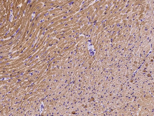 MYL2 Antibody - Immunochemical staining of mouse MYL2 in mouse heart with rabbit polyclonal antibody at 1:1000 dilution, formalin-fixed paraffin embedded sections.