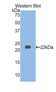 MYL3 Antibody - Western blot of recombinant MYL3.  This image was taken for the unconjugated form of this product. Other forms have not been tested.