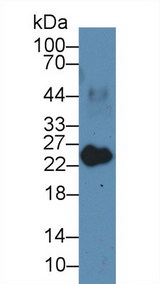 MYL3 Antibody - Western Blot; Sample: Porcine Heart lysate; Primary Ab: 3µg/ml Rabbit Anti-Human MYL3 Antibody Second Ab: 0.2µg/mL HRP-Linked Caprine Anti-Rabbit IgG Polyclonal Antibody