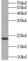 MYL3 Antibody - HepG2 cells were subjected to SDS PAGE followed by western blot with MYL3 antibody at dilution of 1:1000