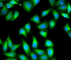 MYL3 Antibody - Immunofluorescence analysis of U2OS cells using MYL3 antibody. Blue: DAPI for nuclear staining.