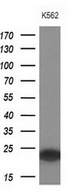 MYL4 Antibody - Western blot analysis of extracts. (10ug) from 1 cell line by using anti-MYL4 monoclonal antibody at 1:200 dilution.
