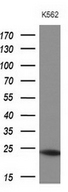 MYL4 Antibody - Western blot of extracts (10ug) from 1 cell line by using anti-MYL4 monoclonal antibody at 1:200 dilution.
