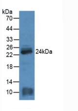 MYL4 Antibody - Western Blot; Sample: Rat Heart Tissue.