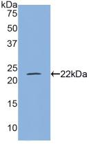 MYL4 Antibody - Western Blot; Sample: Recombinant MYL4, Mouse.