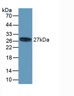 MYL4 Antibody - Western Blot; Sample: Recombinant MYL4, Human.