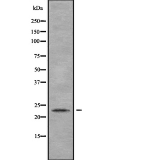 MYL4 Antibody - Western blot analysis of MYL4 using HeLa whole cells lysates