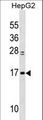 MYL6 Antibody - MYL6 Antibody western blot of HepG2 cell line lysates (35 ug/lane). The MYL6 Antibody detected the MYL6 protein (arrow).