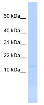 MYL6 Antibody - Western analysis of HepG2 cell lysate.  This image was taken for the unconjugated form of this product. Other forms have not been tested.