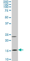 MYL6 Antibody - MYL6 monoclonal antibody (M03), clone 1D6. Western blot of MYL6 expression in Raw 264.7.