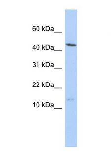 MYL6 Antibody - MYL6 antibody western blot of HepG2 Cell lysate. Antibody concentration 1 ug/ml.  This image was taken for the unconjugated form of this product. Other forms have not been tested.