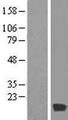 MYL6 Protein - Western validation with an anti-DDK antibody * L: Control HEK293 lysate R: Over-expression lysate