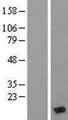 MYL6 Protein - Western validation with an anti-DDK antibody * L: Control HEK293 lysate R: Over-expression lysate