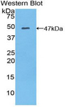 MYL6B Antibody - Western blot of recombinant MYL6B.  This image was taken for the unconjugated form of this product. Other forms have not been tested.