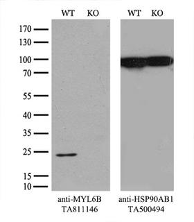 MYL6B Antibody - Equivalent amounts of cell lysates  and MYL6B-Knockout 293T cells  were separated by SDS-PAGE and immunoblotted with anti-MYL6B monoclonal antibody(1:500). Then the blotted membrane was stripped and reprobed with anti-HSP90AB1 antibody  as a loading control.